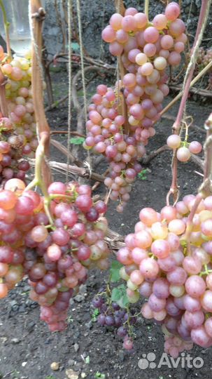 Саженцы и черенки винограда