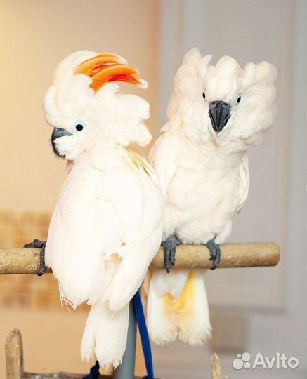 Какаду птенец выкормыш ручной