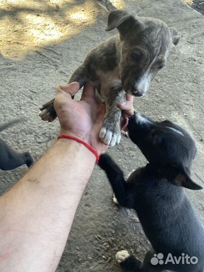 Щенка в добрые руки