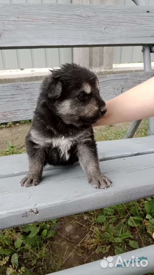 Щенки в добрые руки