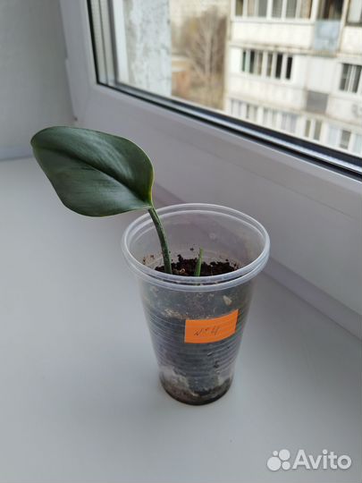 Сциндапсус Мунлайт