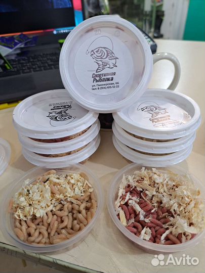 Опарыш живой