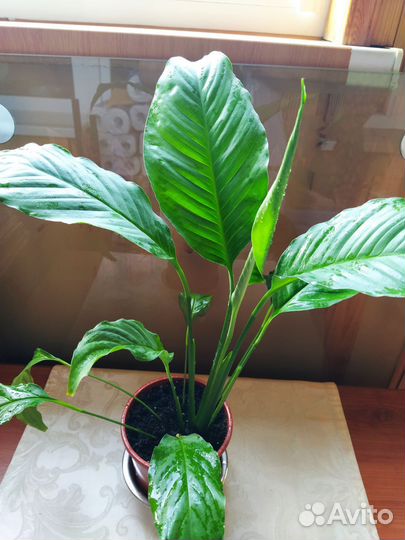 Спатифиллум