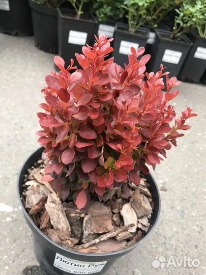 Барбарис тумберга саженцы в горшках