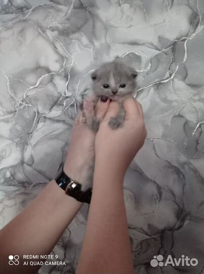 Продам Шотландских вислоухих котят