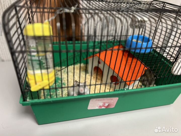 Джунгарские хомячки с клеткой