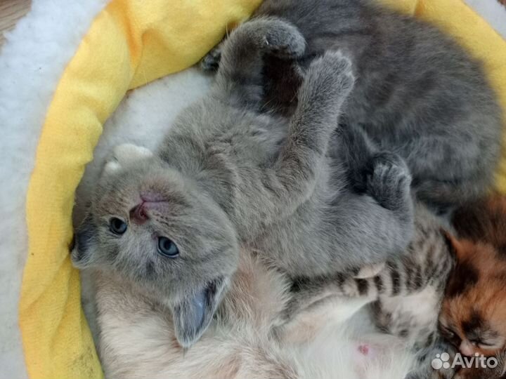 Шотландские котята