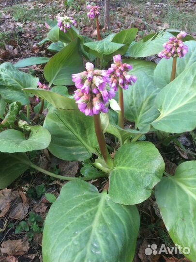 Многолетние садовые растения