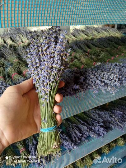 Лаванда пучки