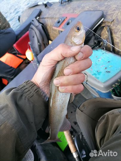 Рыбалка с лодки на Енисее