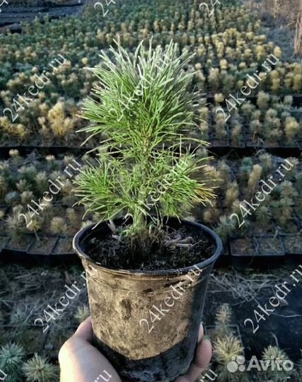 Саженцы кедра