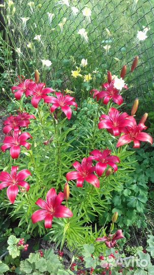 Лилии луковицы