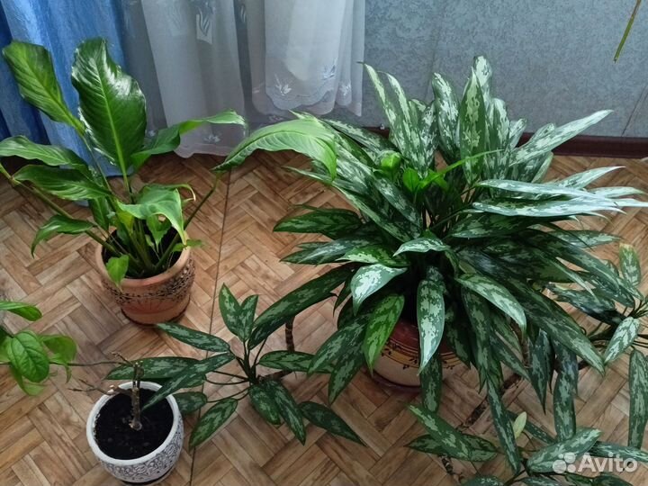 Комнатные цветы