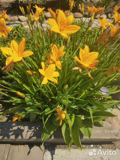 Многолетние деротивные растения