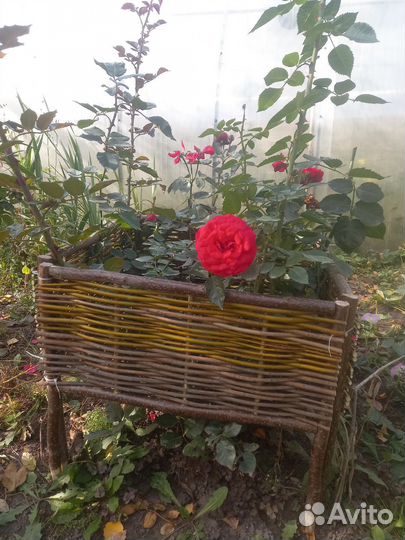 Садовый декоративный забор плетёный из лозы