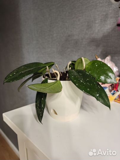 Цветы в горшках