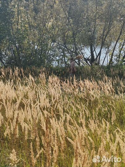 Вейник сухоцвет