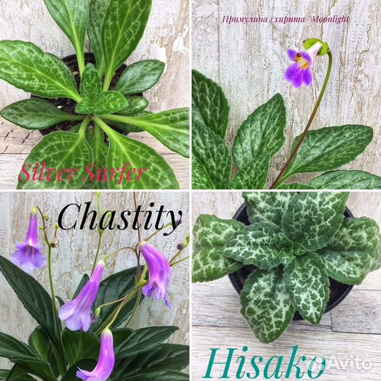 Примулина /Хирита/ детки