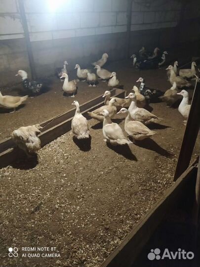 Инкубационное яйцо индоутки