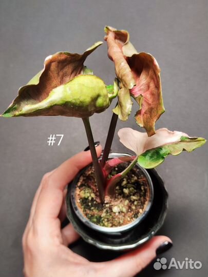 Сингониум клубничный лед Тайский