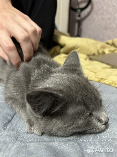 Котенок ищет дом