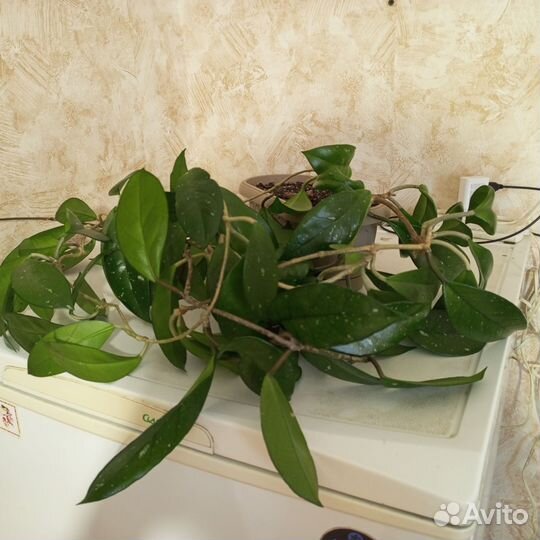 Хойя плющ восковой 2метра