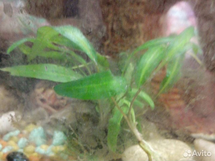 Растения в аквариум