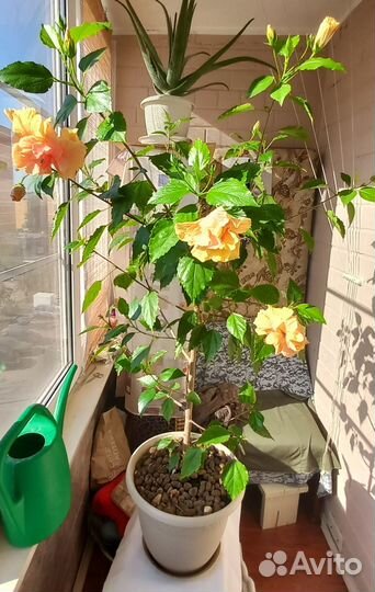 Продаю шикарный гибискус (китайская роза)