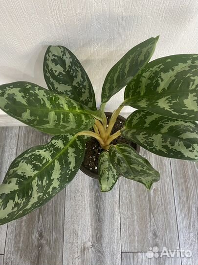 Аглонема Амазон Сильвер