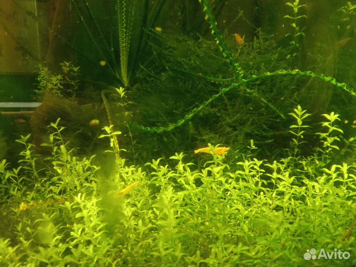 Аквариумные растения, прополка