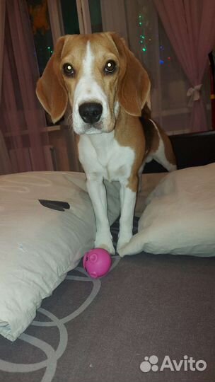 Бигль вязка