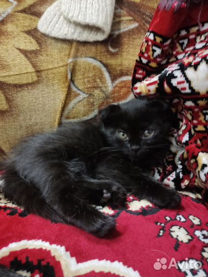 Котята