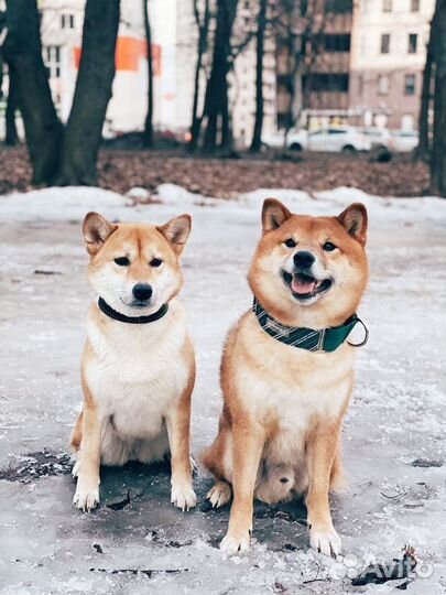 Инструктор по вязке собак Воронеж