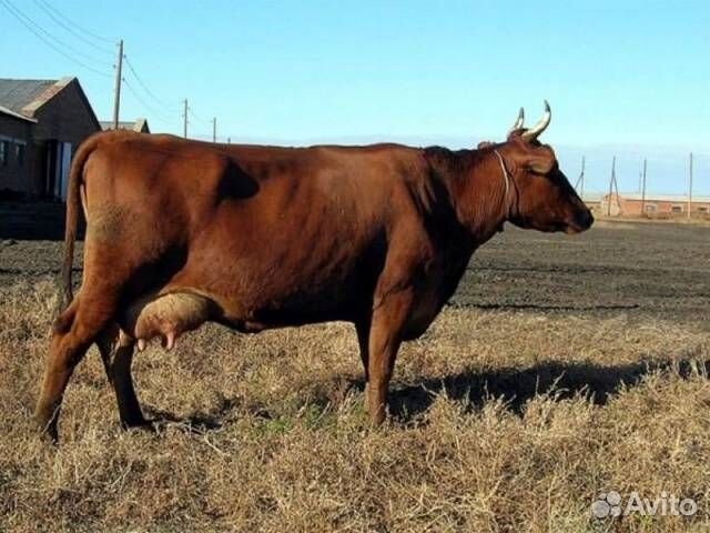 Корова дойная