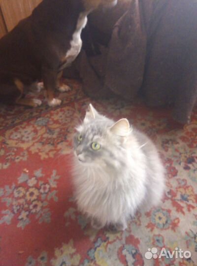 Котенок бесплатно