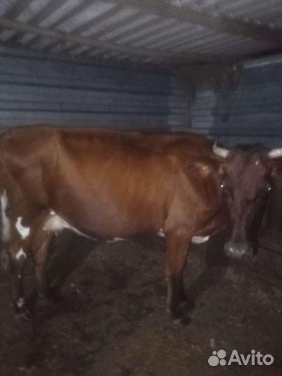 Корова дойная