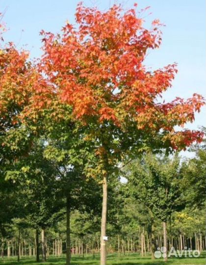 Клен красный
