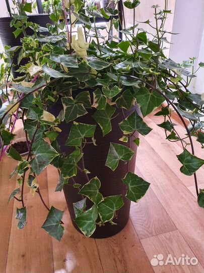 Комнатные растения