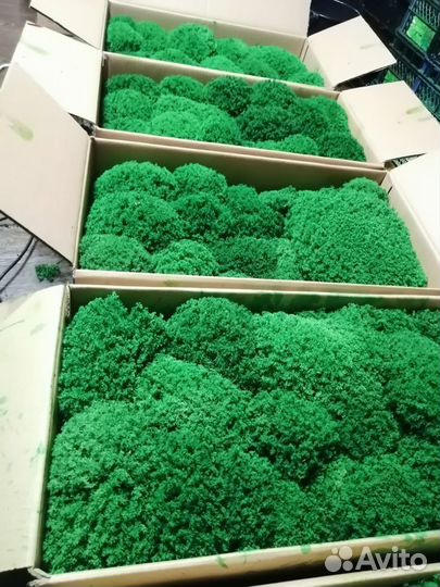 Стабилизированный мох для дизайнеров интерьера