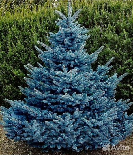 Ель голубая в Красноярске зкс горшок 2/5л