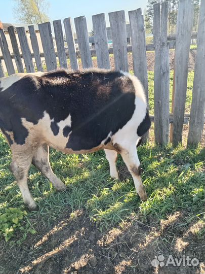 Тёлка 1.2 года