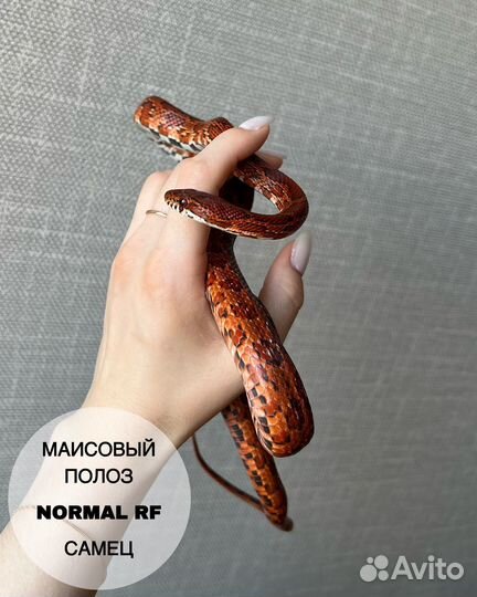Змея: Маисовый полоз