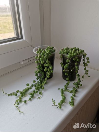 Крестовник роули