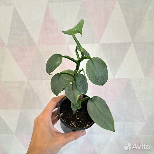 Филодендроны, Монстеры, Пеперомии, Аптения