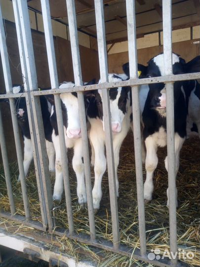 Бычки и телята