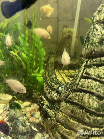 Рыбки Цихлозомы Фламинго