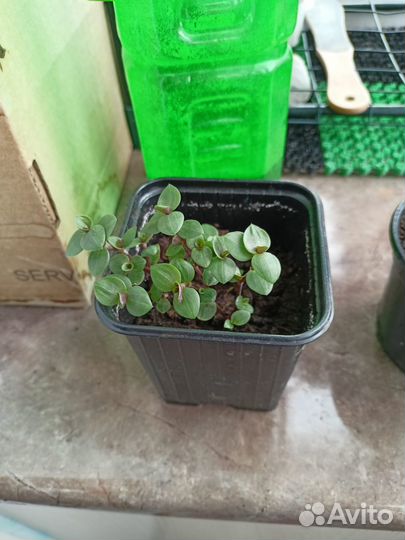 Каллизия ползучая