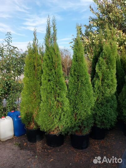 Хвойные декоративные растения