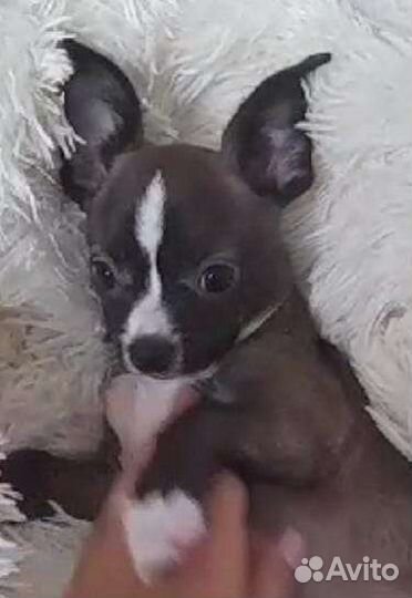 Щенки чихуахуа