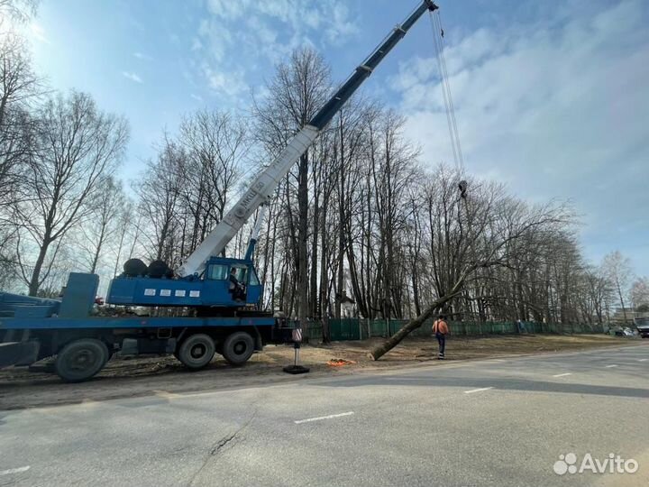 Спил аварийных деревьев